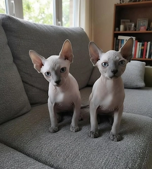 Sphynx-Elf Kitten, Jungs,  abgabebereit 