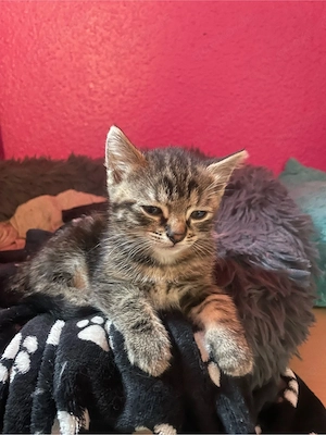 Verspielte Babykatzen aus liebevollem Wurf suchen ihr zuhause 