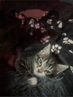 Verspielte Babykatzen aus liebevollem Wurf suchen ihr zuhause 
