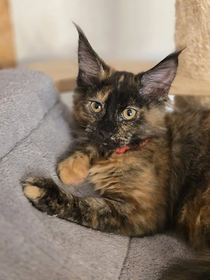 Maine Coon Mädchen 