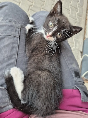 Kitten   Katzenbabys 