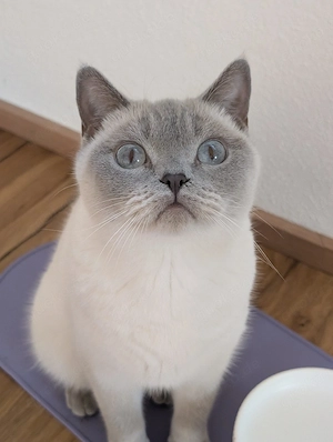 Britisch Kurzhaar Katze 