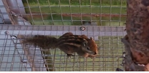 Ein Pärchen und zwei Jungtiere m w Baumsteifenhörnchen abzugeben