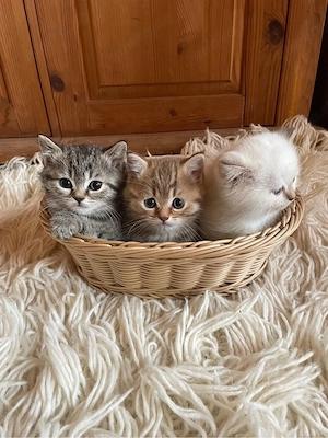 wunderschöne bkh kitten , reinrassig 