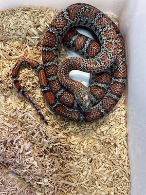 Lampropeltis mexicana mexicana