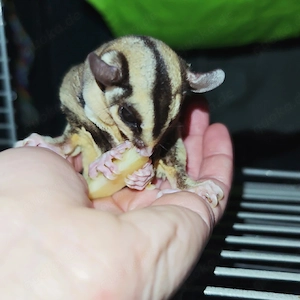 Sugar Glider Paar Zahm!