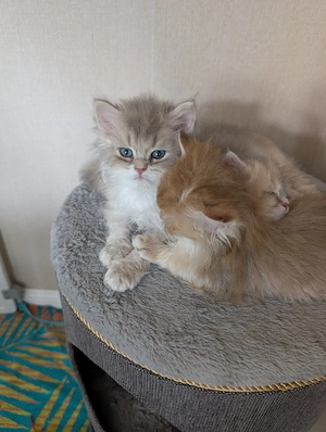Britisch Kurzhaar Langhaar kitten golden mit Stammbaum BKH blh