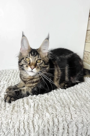   Traumhafter Maine Coon-Mix Kitten (Kater, 5 Mon.) sucht ein liebevolles Zuhause