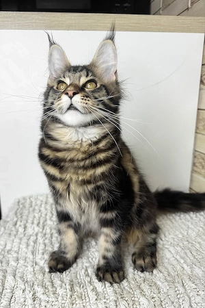   Traumhafter Maine Coon-Mix Kitten (Kater, 5 Mon.) sucht ein liebevolles Zuhause