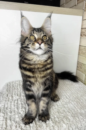 Traumhafter Maine Coon-Mix Kitten (Kater, 5 Mon.) sucht ein liebevolles Zuhause
