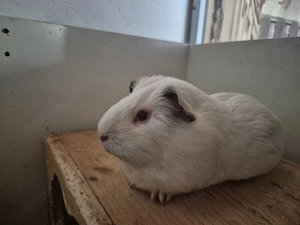 1 Meerschweinchen Weibchen 