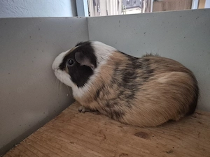 2 Meerschweinchen abzugeben paar