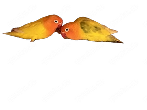 Ein Pärchen Rosenköpfchen von 2025 abzugeben