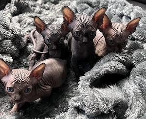 Reinrassige kanadische Sphynx Kitten-4 einzigartige    Babys suchen liebevolles Zuhause