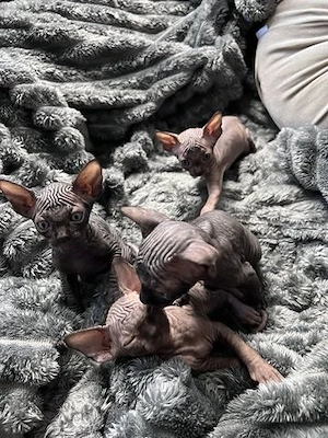 Reinrassige kanadische Sphynx Kitten's