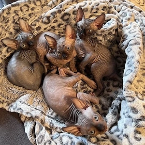 Reinrassige kanadische Sphynx Kitten-4 einzigartige    Babys suchen liebevolles Zuhause