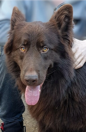 Deutscher Schäferhund , Langhaar , Deckrüde