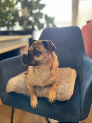 Mops Mischling Rassmo