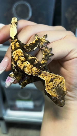 Kronengeckos C.ciliatus 