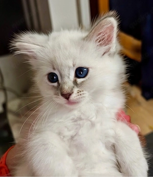 Neva Masquerade Siam-Kitten