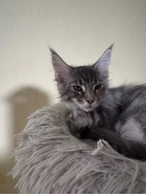 Maine Coon Reinrassig sucht einen neuen Dosenöffner