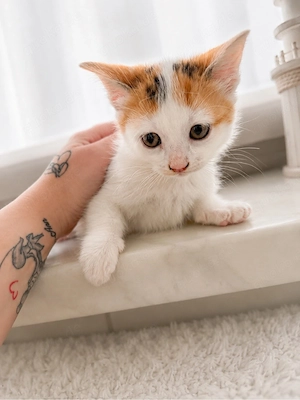 Dreifarbige junge Katze sucht ihr Für-immer-Zuhause 