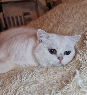 BKH Deckkater in Black Silver Shell Colourpoint mit großen, blauen Augen. (kein Verkauf!)