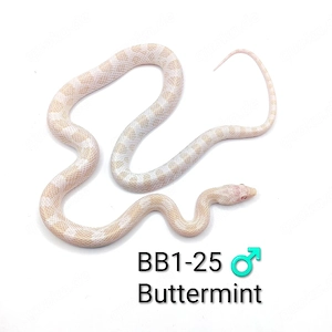 Kornnatter Buttermint NZ 25  