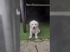Wunderschöne Golden-Retriever-Welpen mit Stammbaum