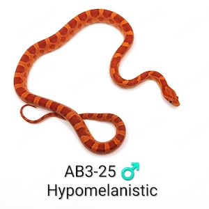 Kornnatter Bloodred, Hypomelanistic und Wildfarben NZ 25