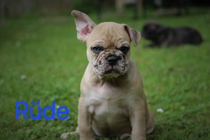 französische bulldoggen welpen 