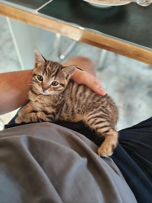 Liebevolle Britisch-Kurzhaar-Mix-Kitten abzugeben