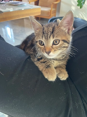 britisch kurzhaar kitten katzenbabys Kätzchen 