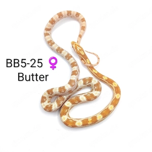 Kornnatter Butter 66% pos. het. Cinder NZ25 