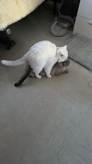 BKH Deckkater in Black Silver Shell Colourpoint mit großen, blauen Augen. (kein Verkauf!) Bild 10
