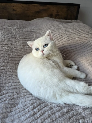 BKH Deckkater in Black Silver Shell Colourpoint mit großen, blauen Augen. (kein Verkauf!)