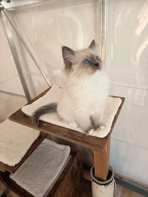 Kitten Ragdoll Reinrassige mit Stammbaum 