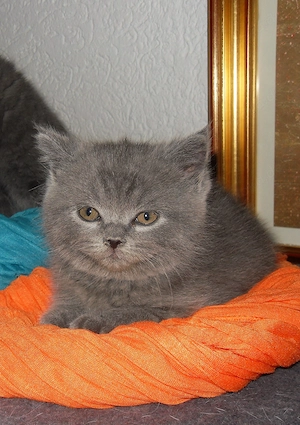 BKH Katerchen 