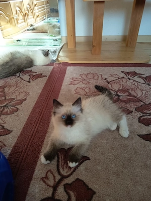Kitten Ragdoll Reinrassige mit Stammbaum 