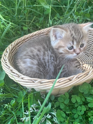 zauberhafte bkh kitten , reinrassig 