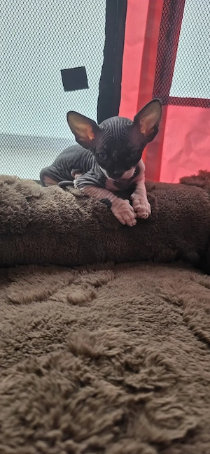 Sphynx Babys 