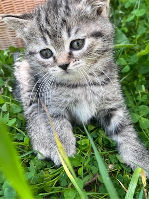 wunderschöne bkh kitten , seltene farben 