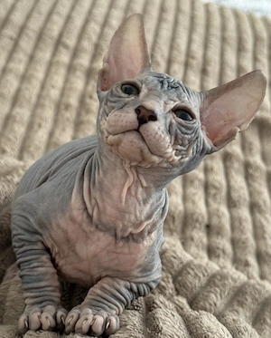 Don Sphynx Kitten (1 Mädchen ist noch frei)