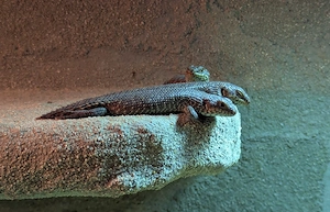 0.0.4 Egernia stokesii CB 2025