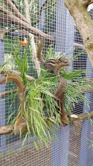 Chinesische Baumstreifenhörnchen