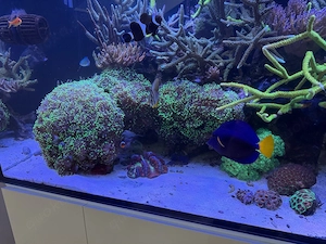 Euphyllia green
