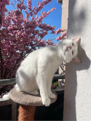 türkische angora cookie 6 jahre alt 