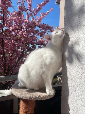 türkische angora (cookie) 8 jahre alt 
