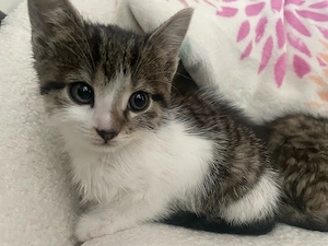 Babykatzen suchen liebes Zuhause 
