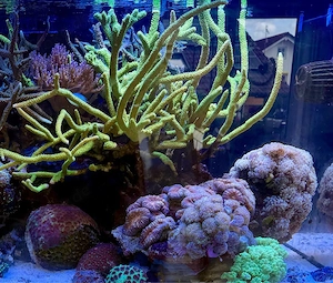 Acropora Enzmann